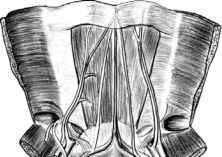 Мал. 2.3. Передня стінка живота і таз ззаду. Пристінковий листок очеревини видалено (за Воробйовим та Синельниковим).