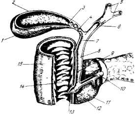 Стінка жовчного міхура складається із: слизової і серозної оболонок, фібромускулярного та субсерозного шарів. У ній розміщені також гілки міху-рової вени й артерії, які йдуть попереду і позаду даного органа, а також лімфатичні судини та нерви. Біля шийки міхура є лімфатичні вузли. Заглиблення, що утворюються через глибокі завороти слизової оболонки міхура між слабкими і розрізненими м'язовими волокнами, іноді доходять майже до серозного покриву органа (кармани Ашофа-Рокитанського). У них разом із жовчю може потрапляти інфекція, яка знаходиться там тривалий час і підтримує запальний процес. У ділянці шийки можливі дрібні жовчні протоки (ходи Люшка).