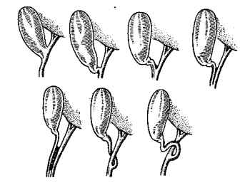 Слизова оболонка утворює численні складки (відомі як клапани Гейстера), які в ділянці шийки міхура і проксимальної частини міхурової протоки мають спіральну форму. В шийці органа біля входу в міхуро-ву протоку волокна гладко-м'язової мускулатури формують кільцеподібний сфінктер Люткенса, який може замикати вихід з міхура. Довжина міхурової протоки у середньому становить 3-7 см, діаметр - 3 мм.