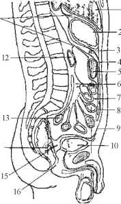 (20-25 мл), яка змочує серозну поверхню очеревини. Але при патологічних станах у черевній порожнині можуть накопичуватися газ (перфорація порожнистого органа), ексудат або транссудат.