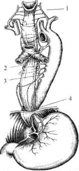1 - нижня щитоподібна артерія; 2 -бронхіальні артерії; 3 - власні стравохідні артерії; 4 - нижня стравохідна артерія.